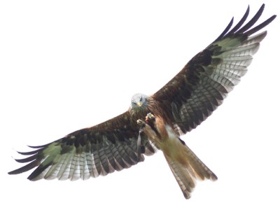 Sokół w Xboksie 360