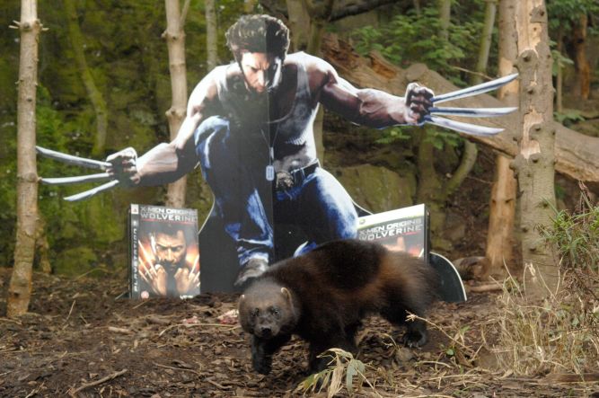 X-Men Origins: Wolverine - premiera, demo i 
